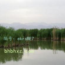 Ų